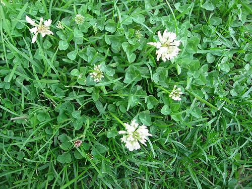 are clovers poisonous to dogs