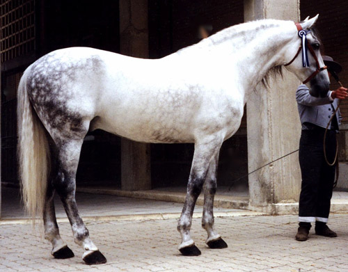 horse andalusian portrayal