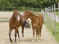 Horses Angry