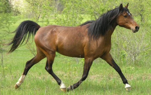 Arabian Horse