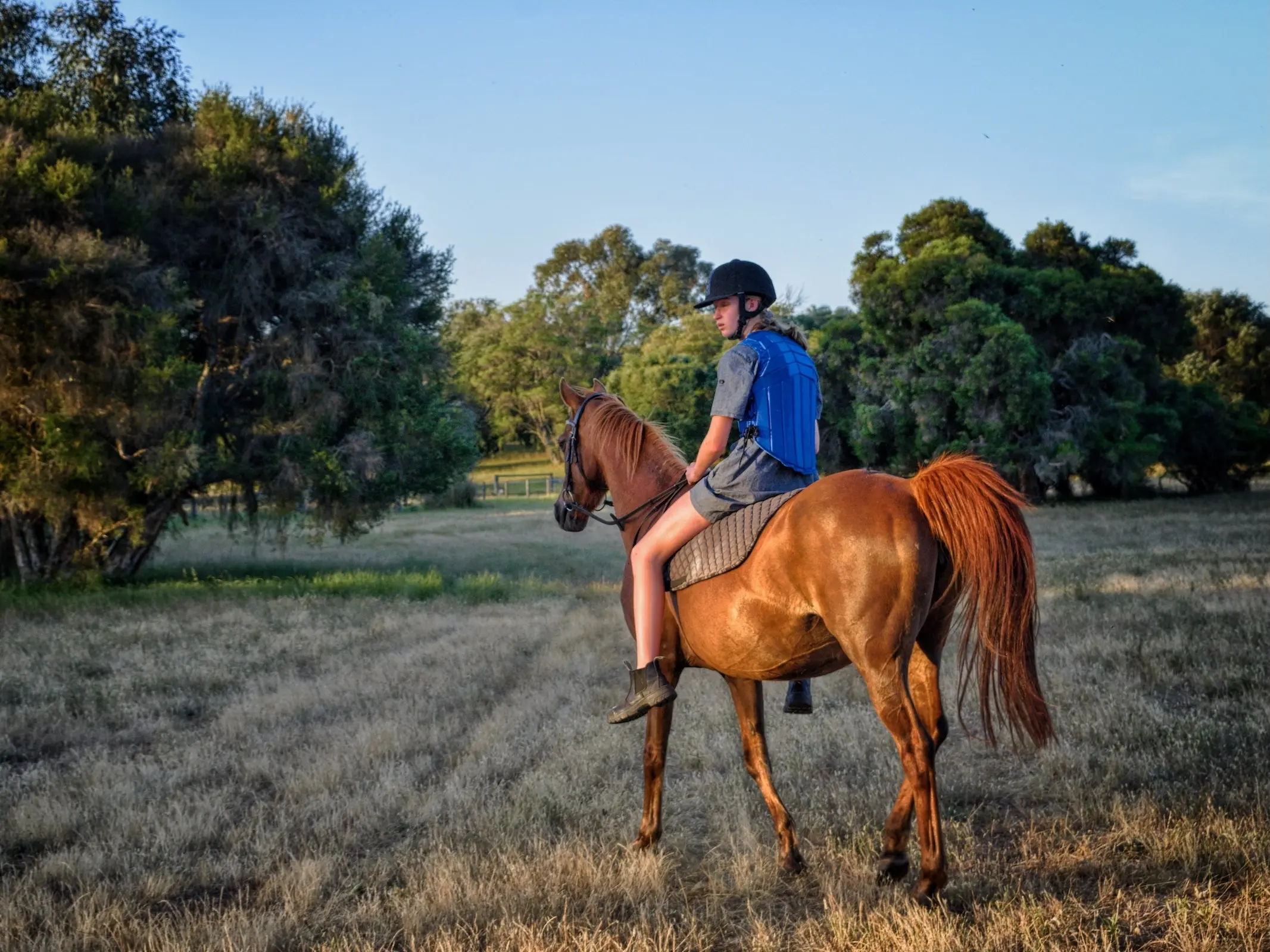 Horse in Australia