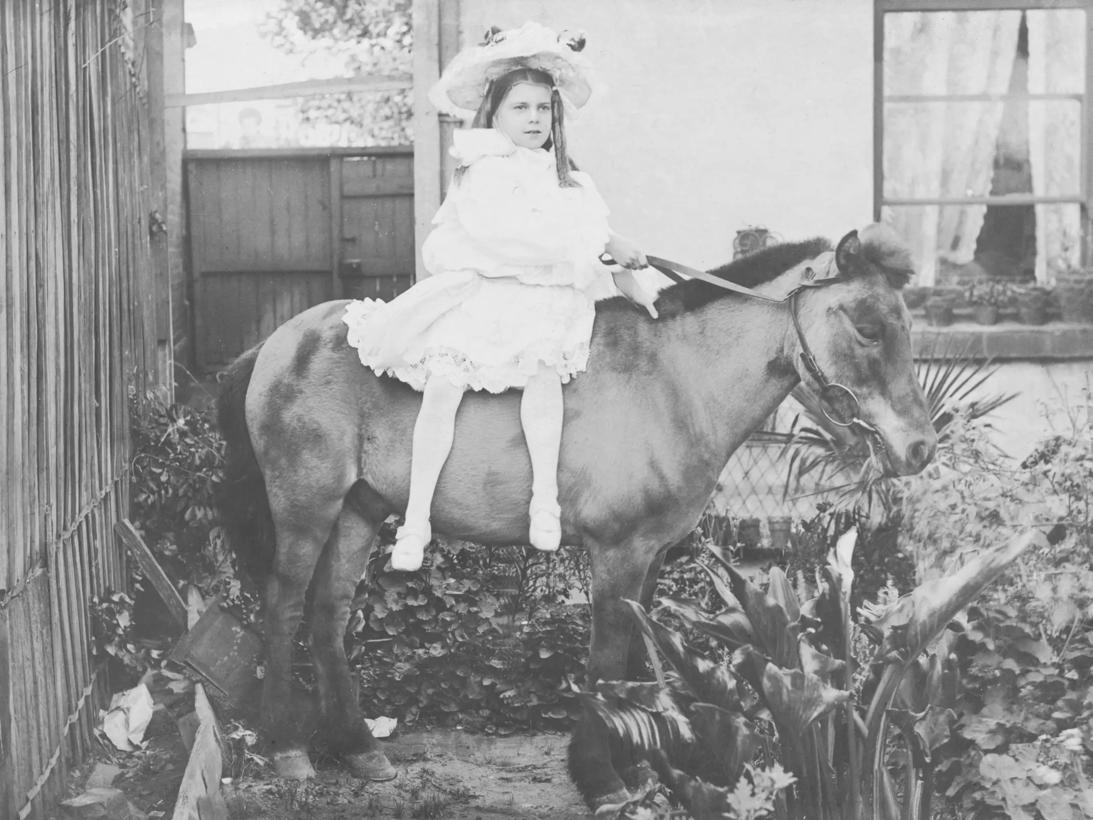 Horse in Australia