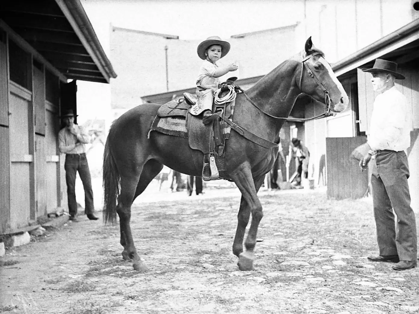 Horse in Australia