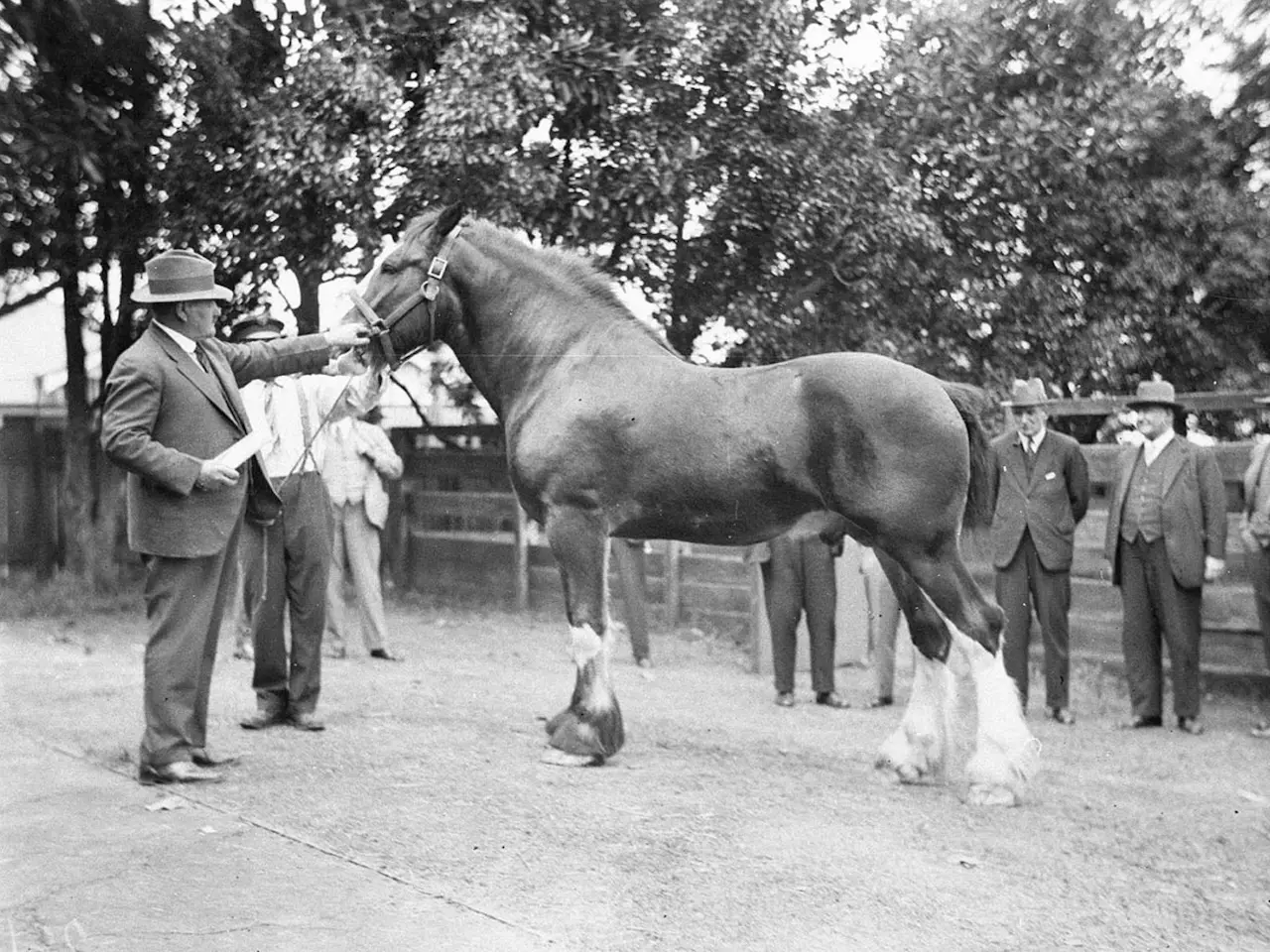 Horse in Australia