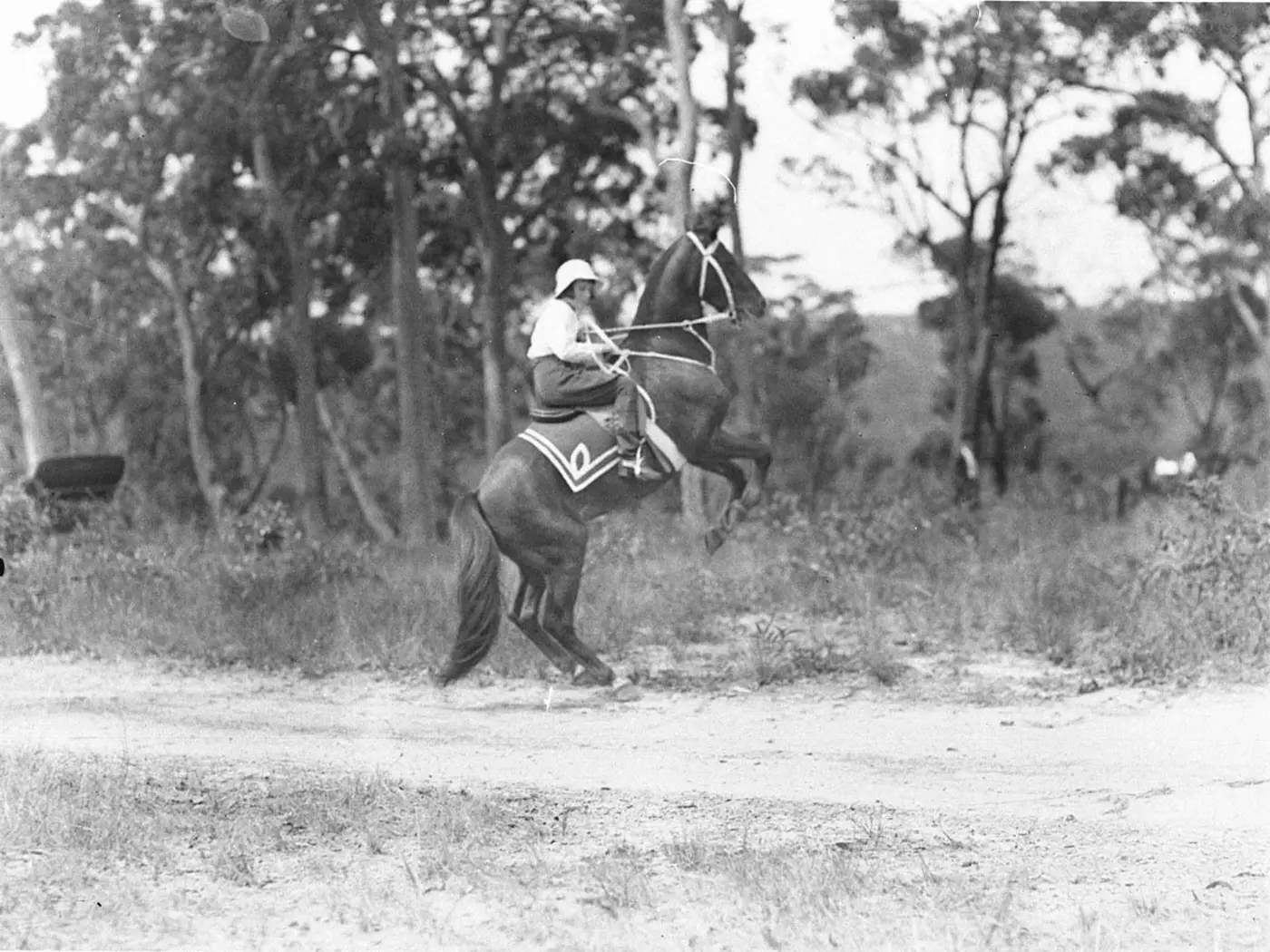 Horse in Australia