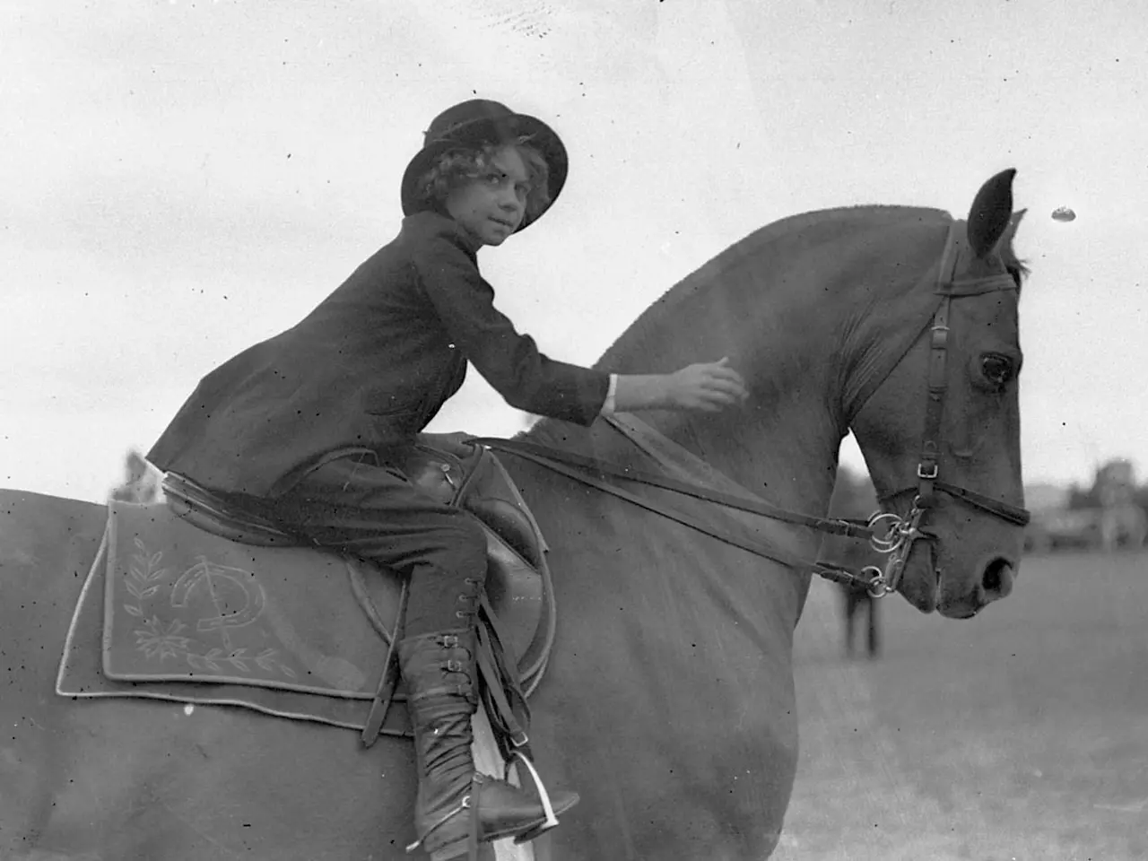 Horse in Australia