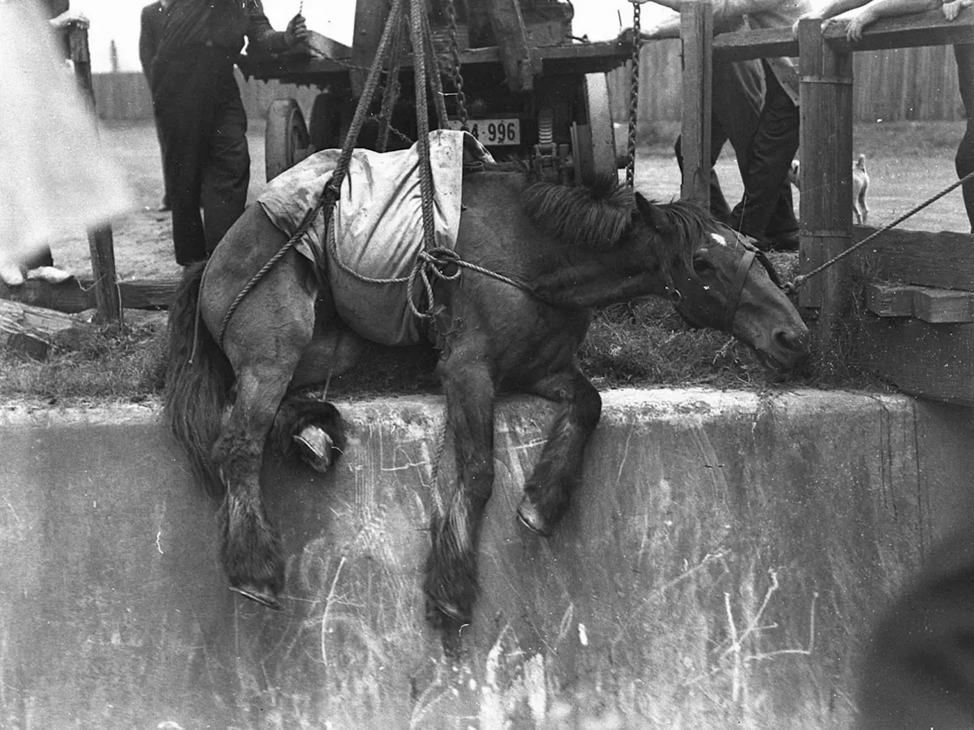 Horse in Australia