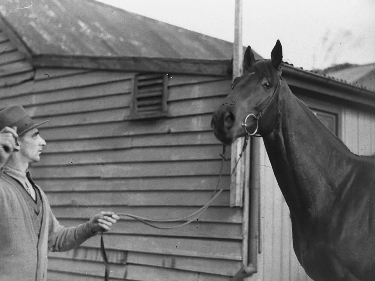 Horse in Australia
