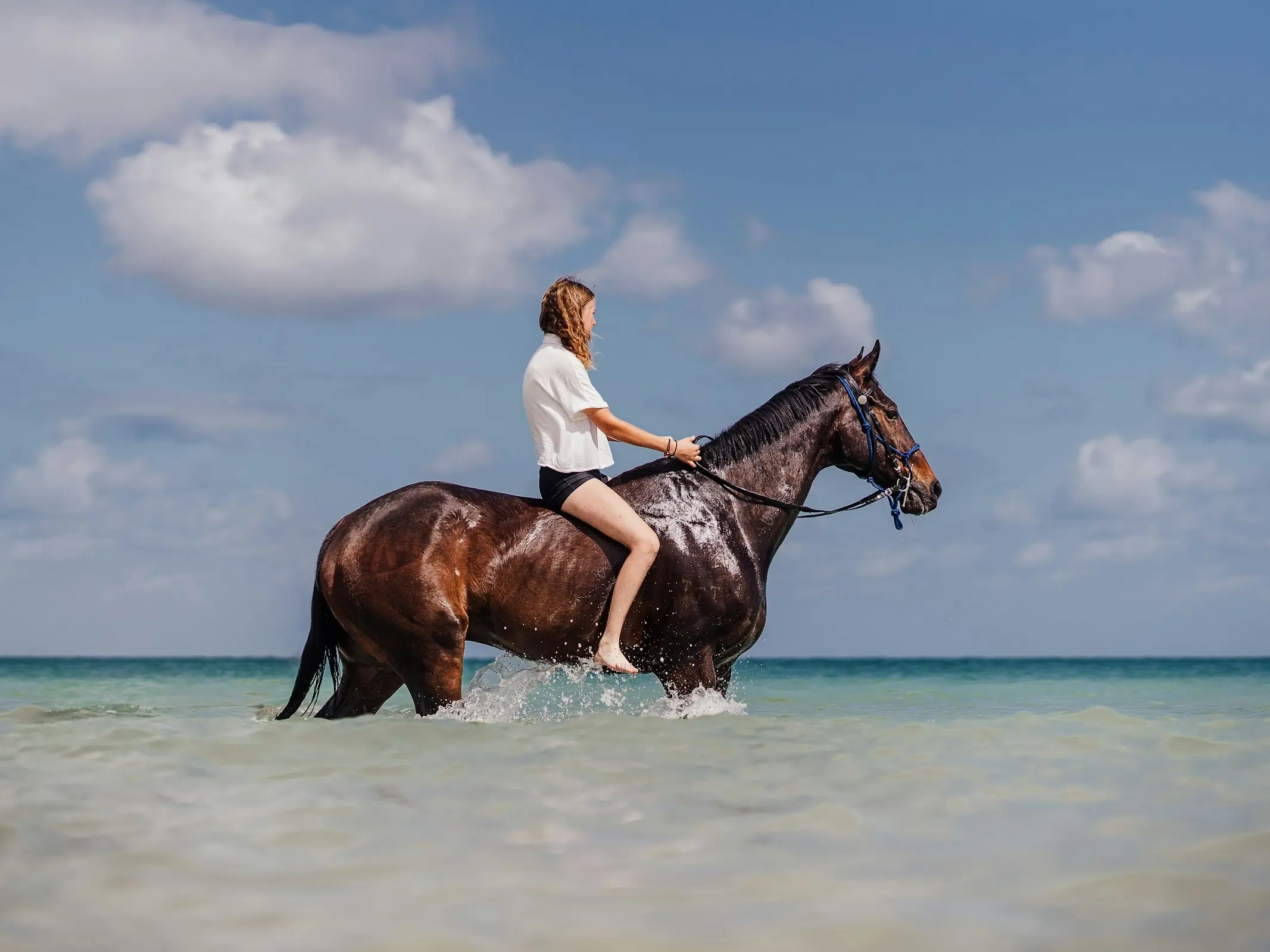Horse in Australia
