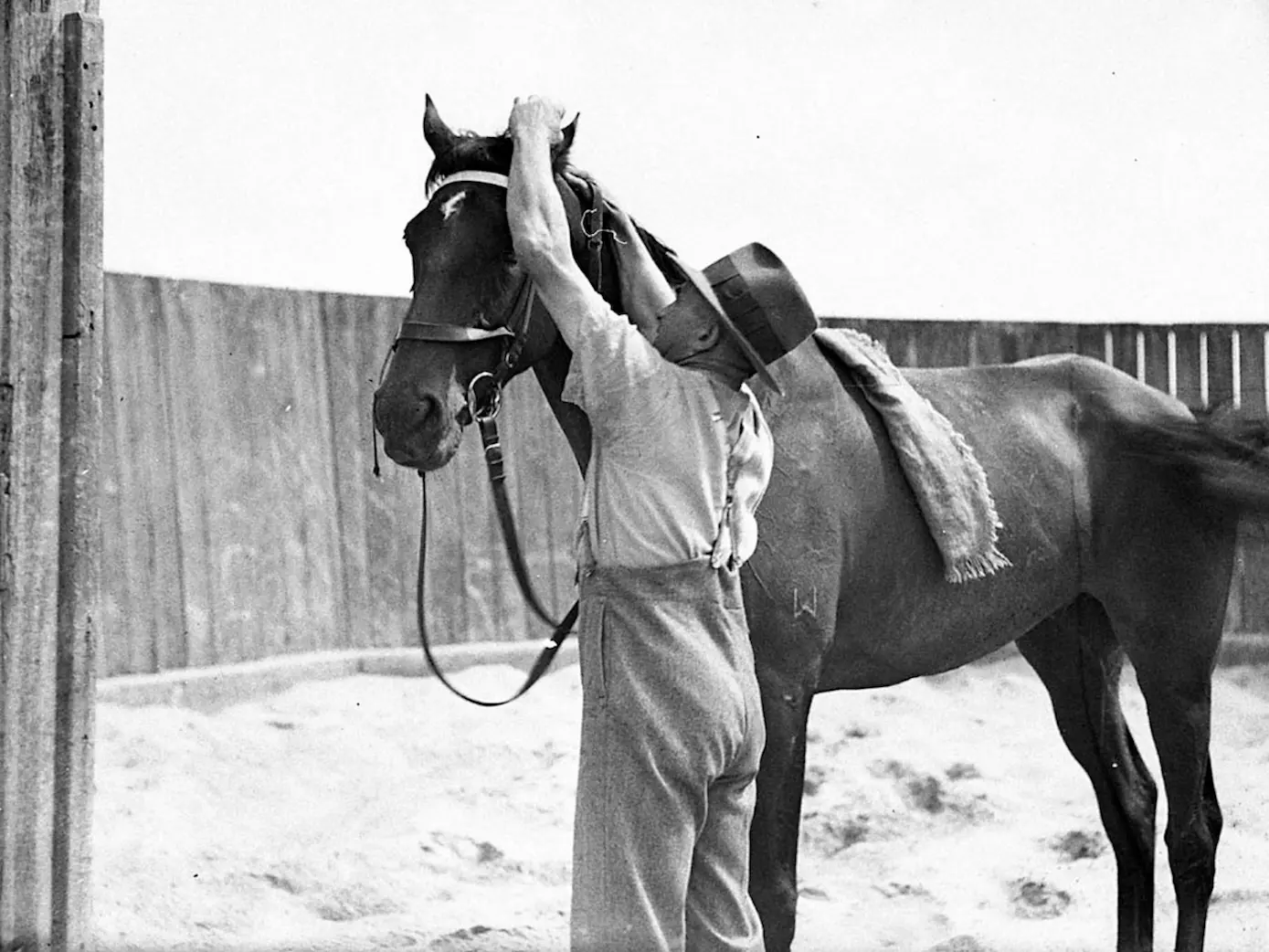 Horse in Australia