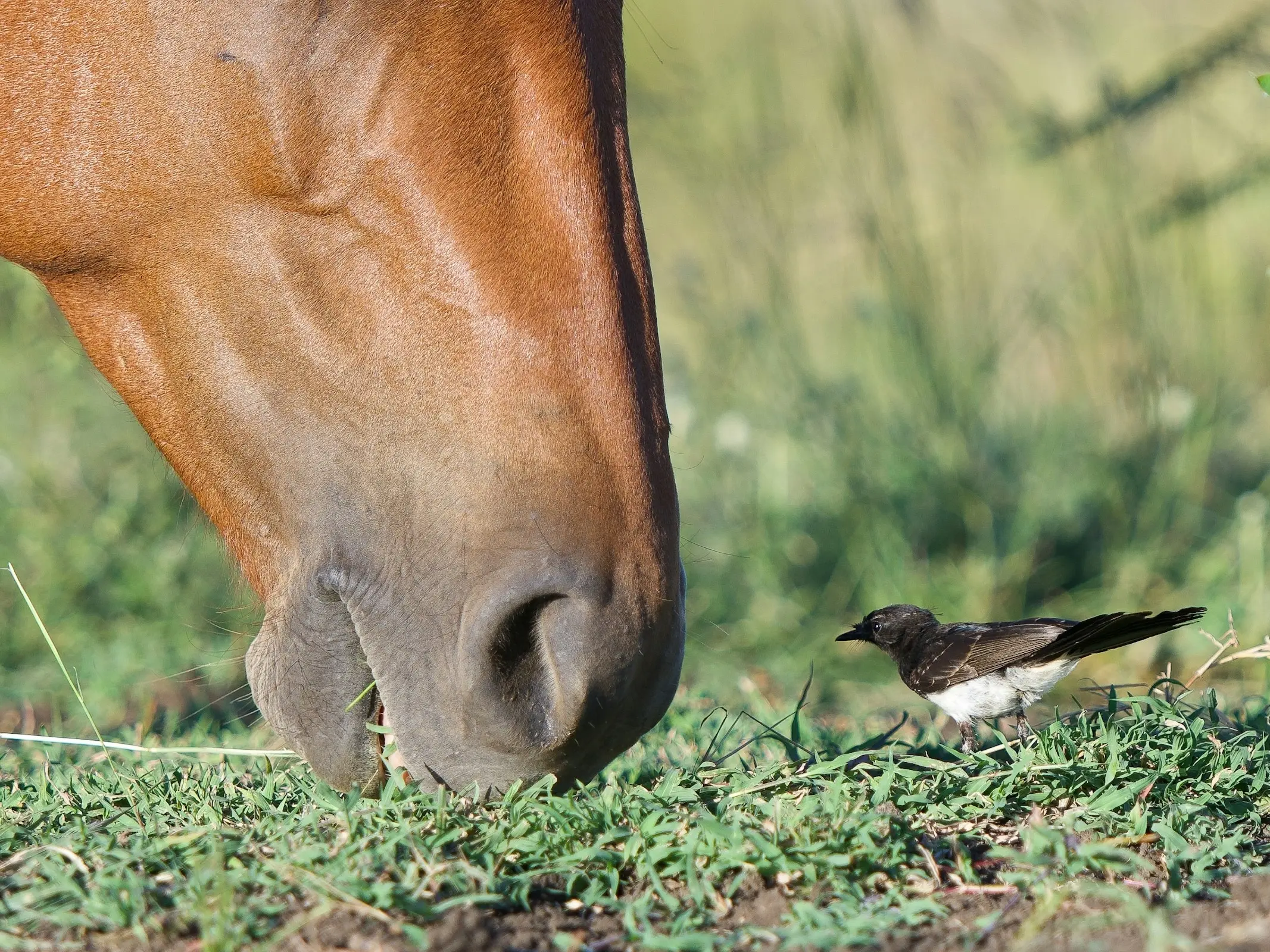 Horse in Australia