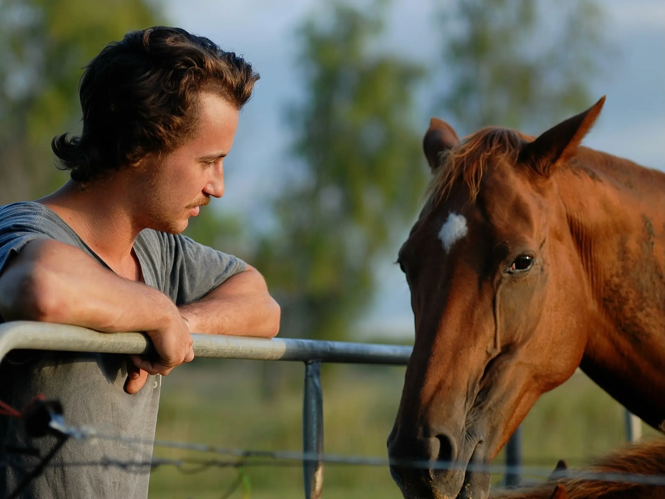 Horse in Australia