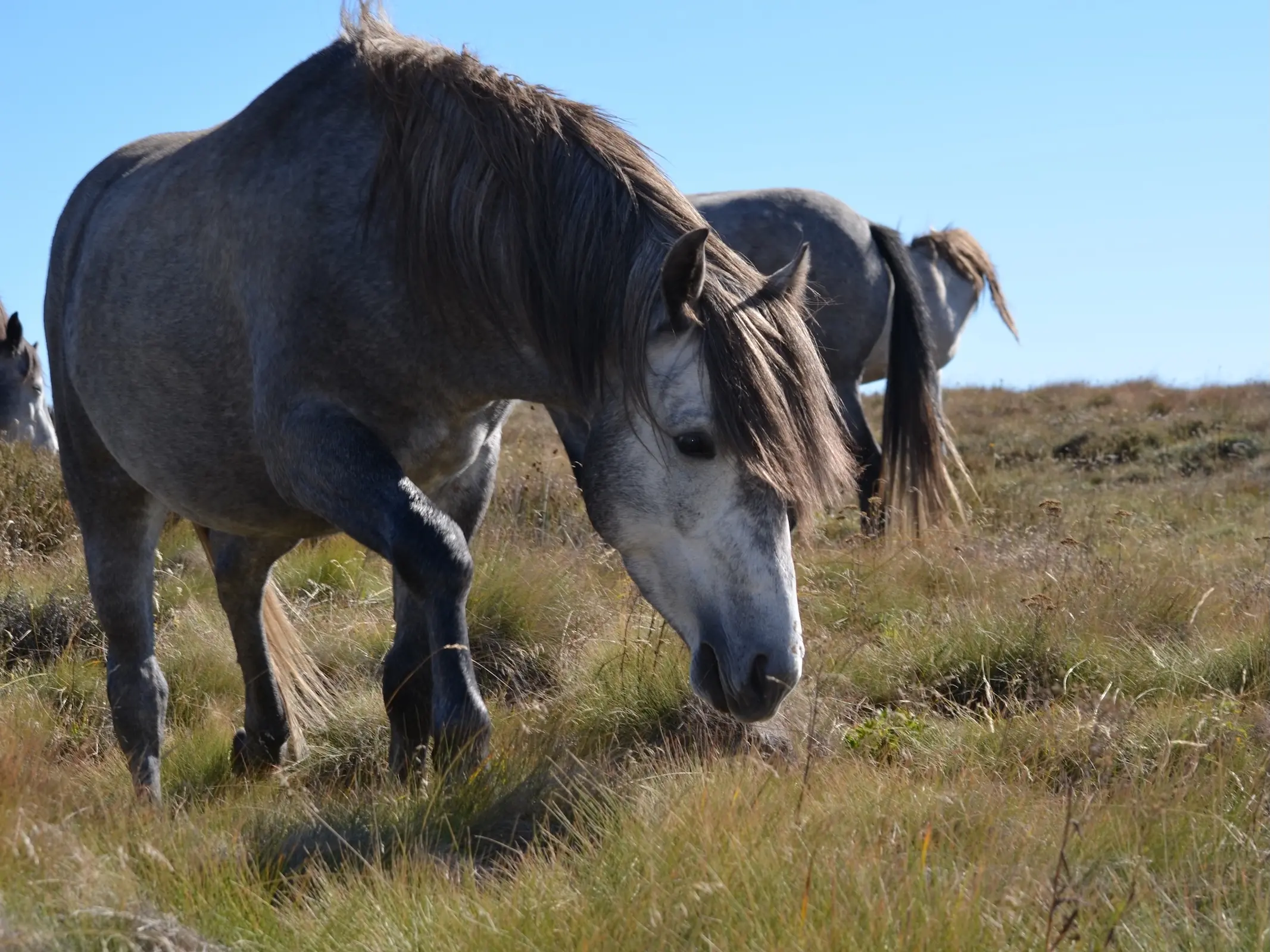 Horse in Australia