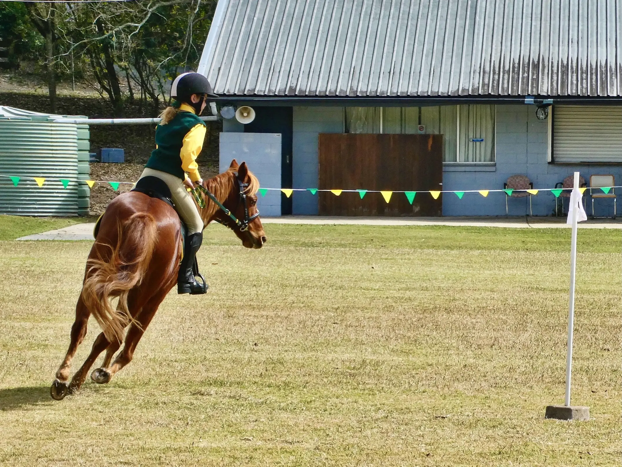 Horse in Australia