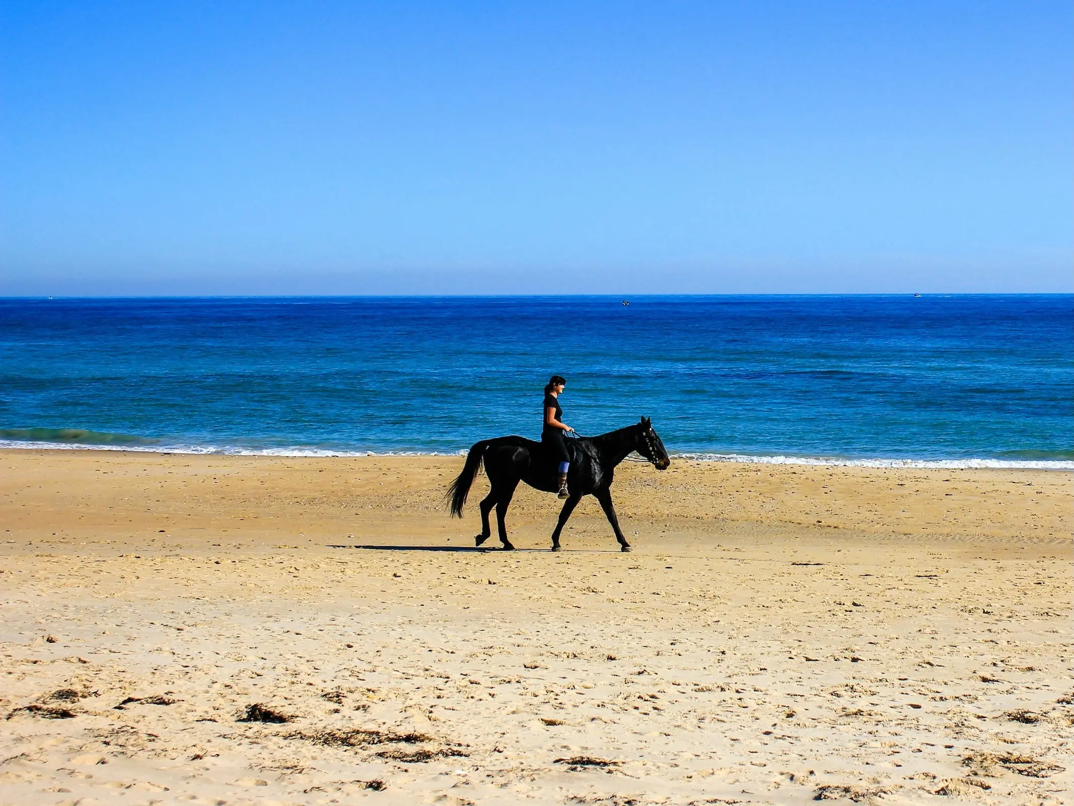 Horse in Australia
