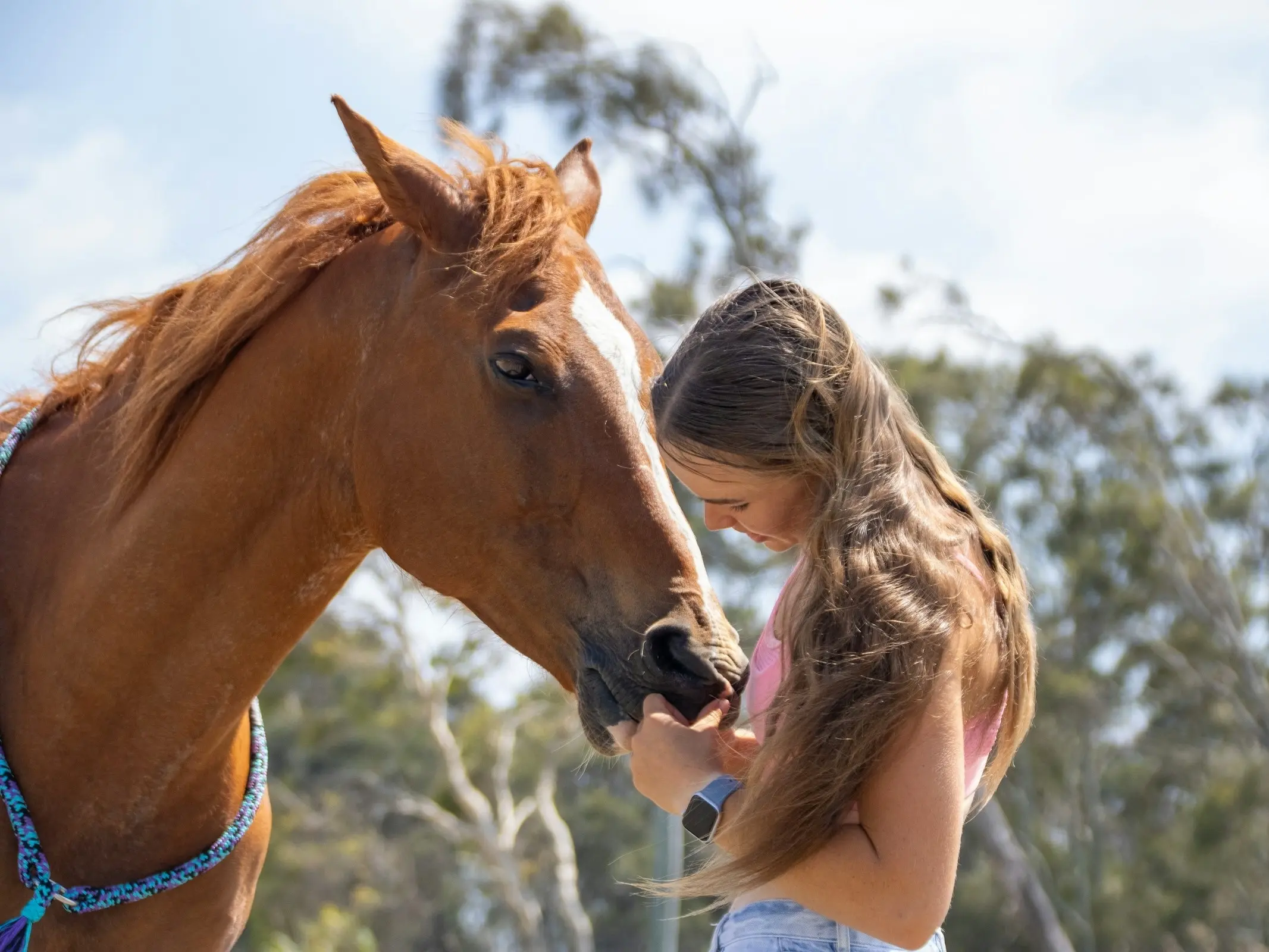 Horse in Australia