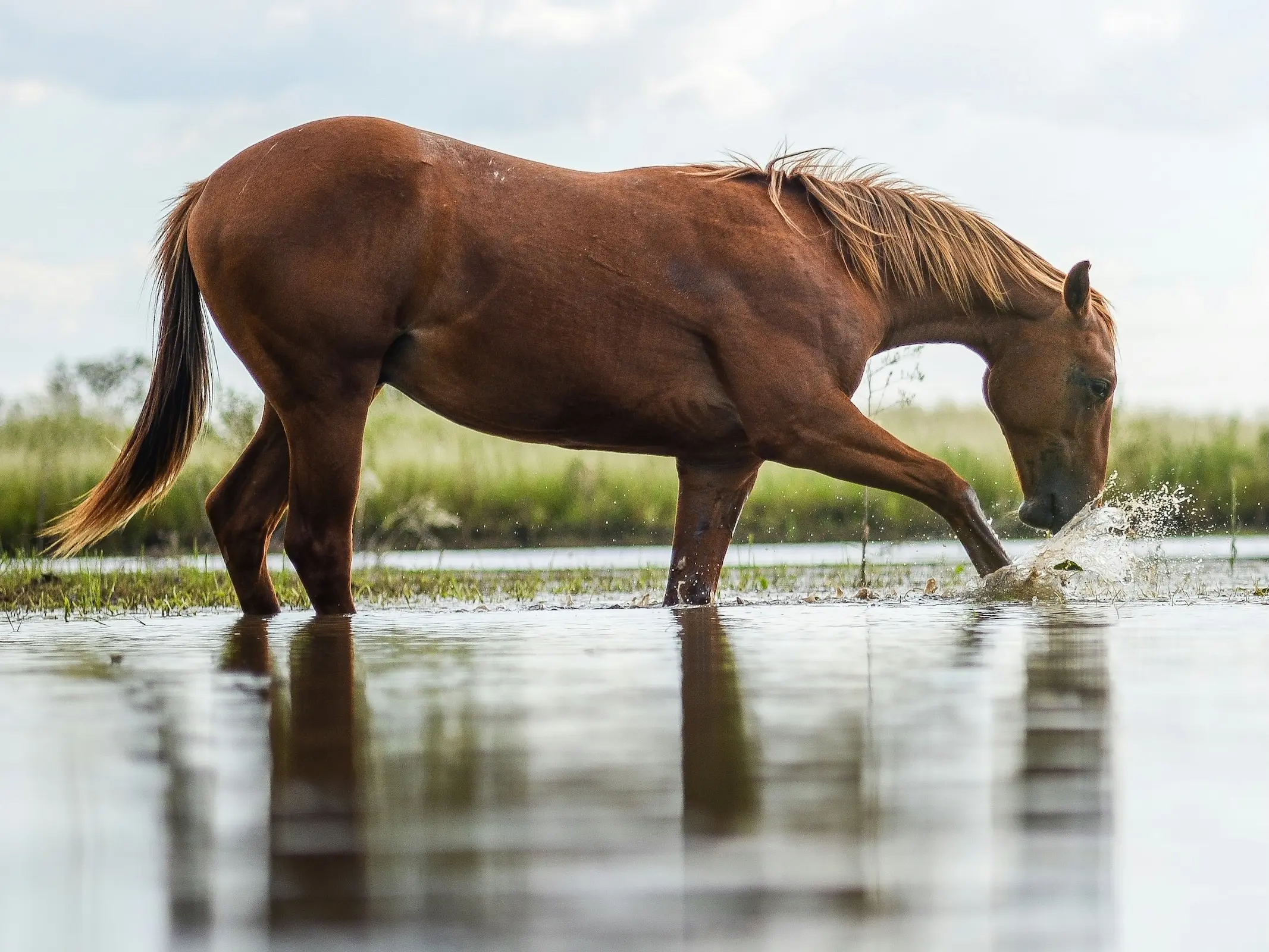 Horse in Australia
