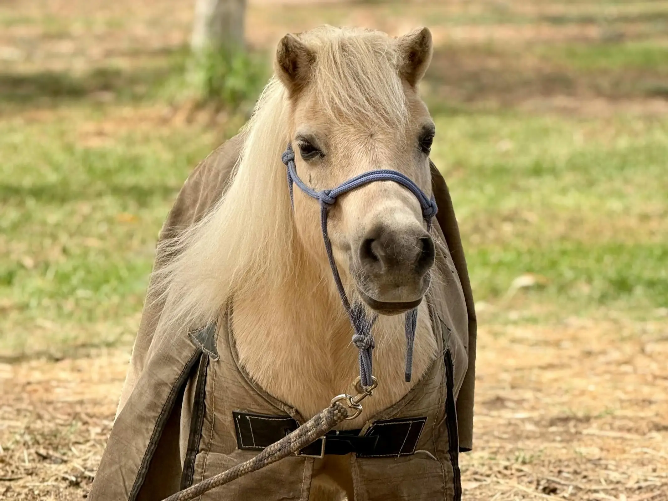 Horse in Australia