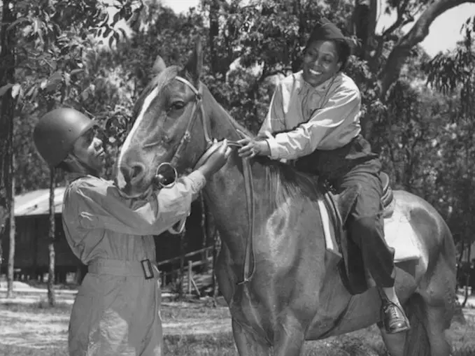 Horse in Australia