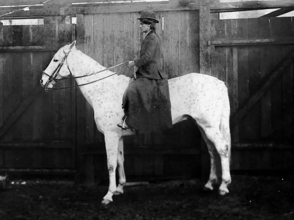 Horse in Australia