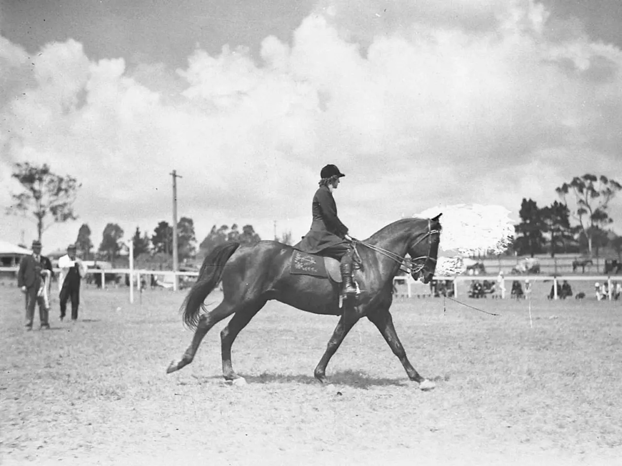Horse in Australia