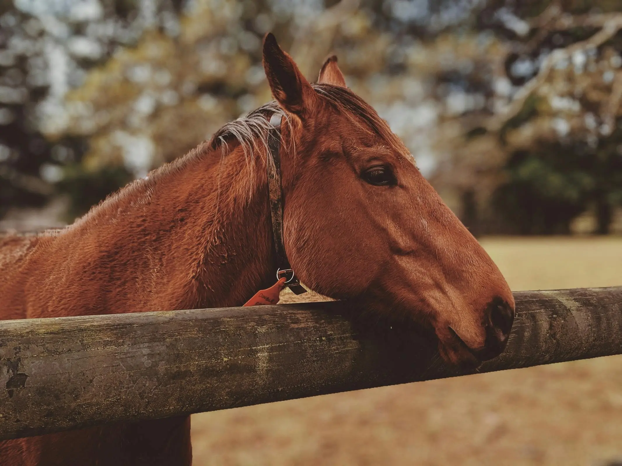 Horse in Australia