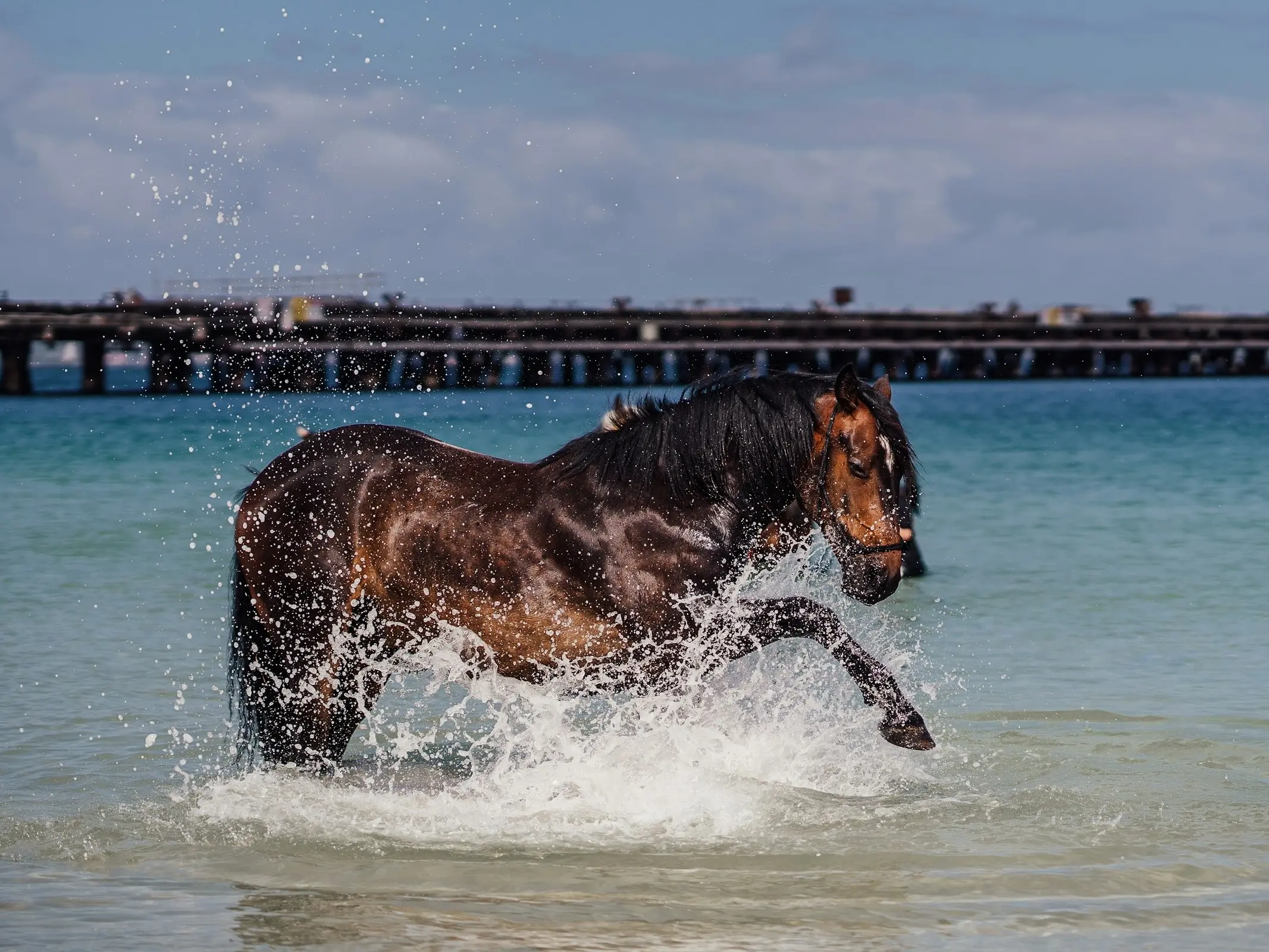 Horse in Australia