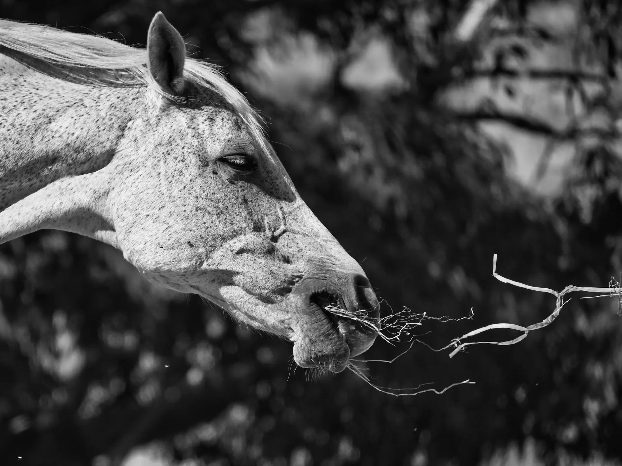 Horse in Australia