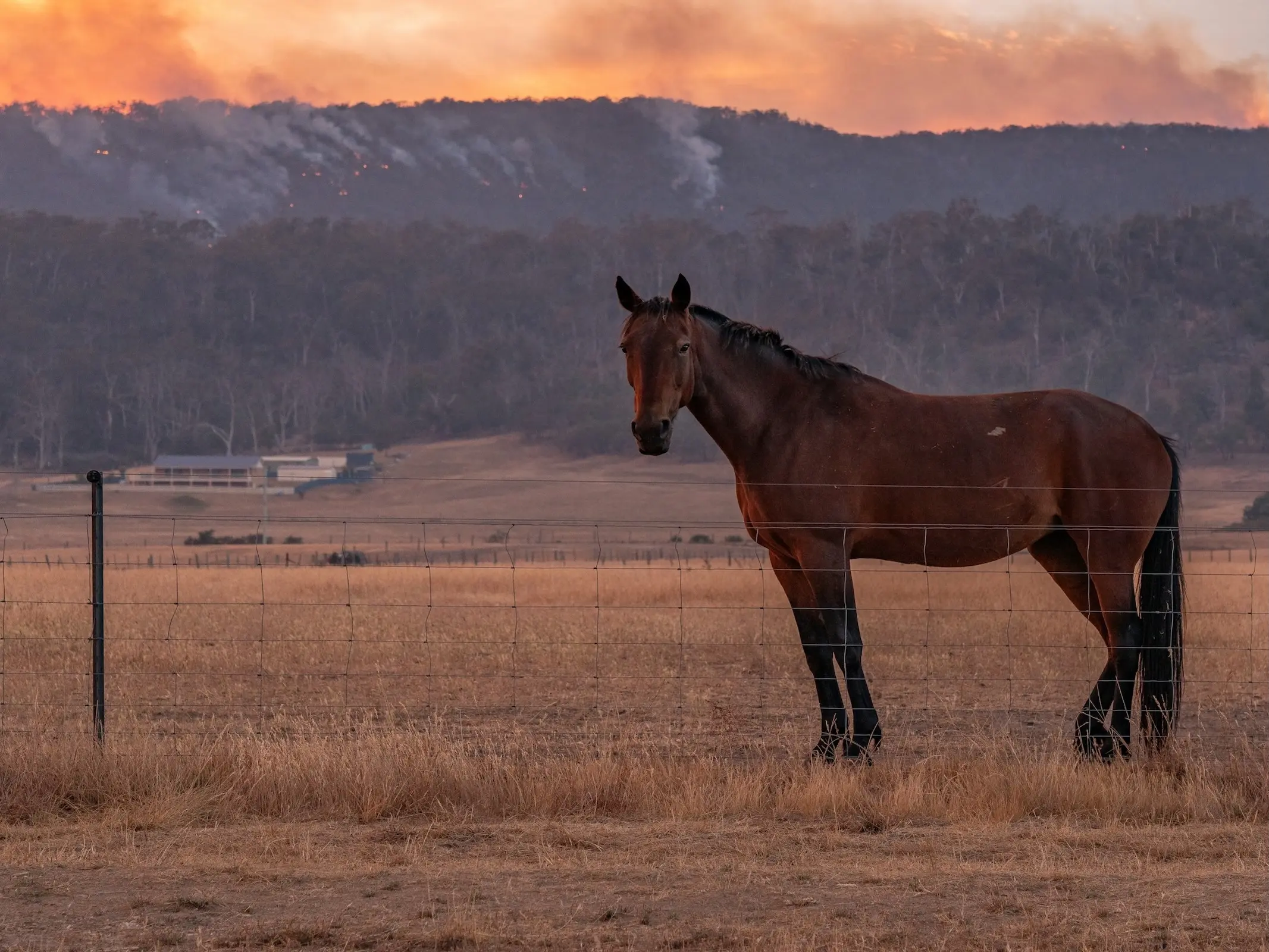 Horse in Australia