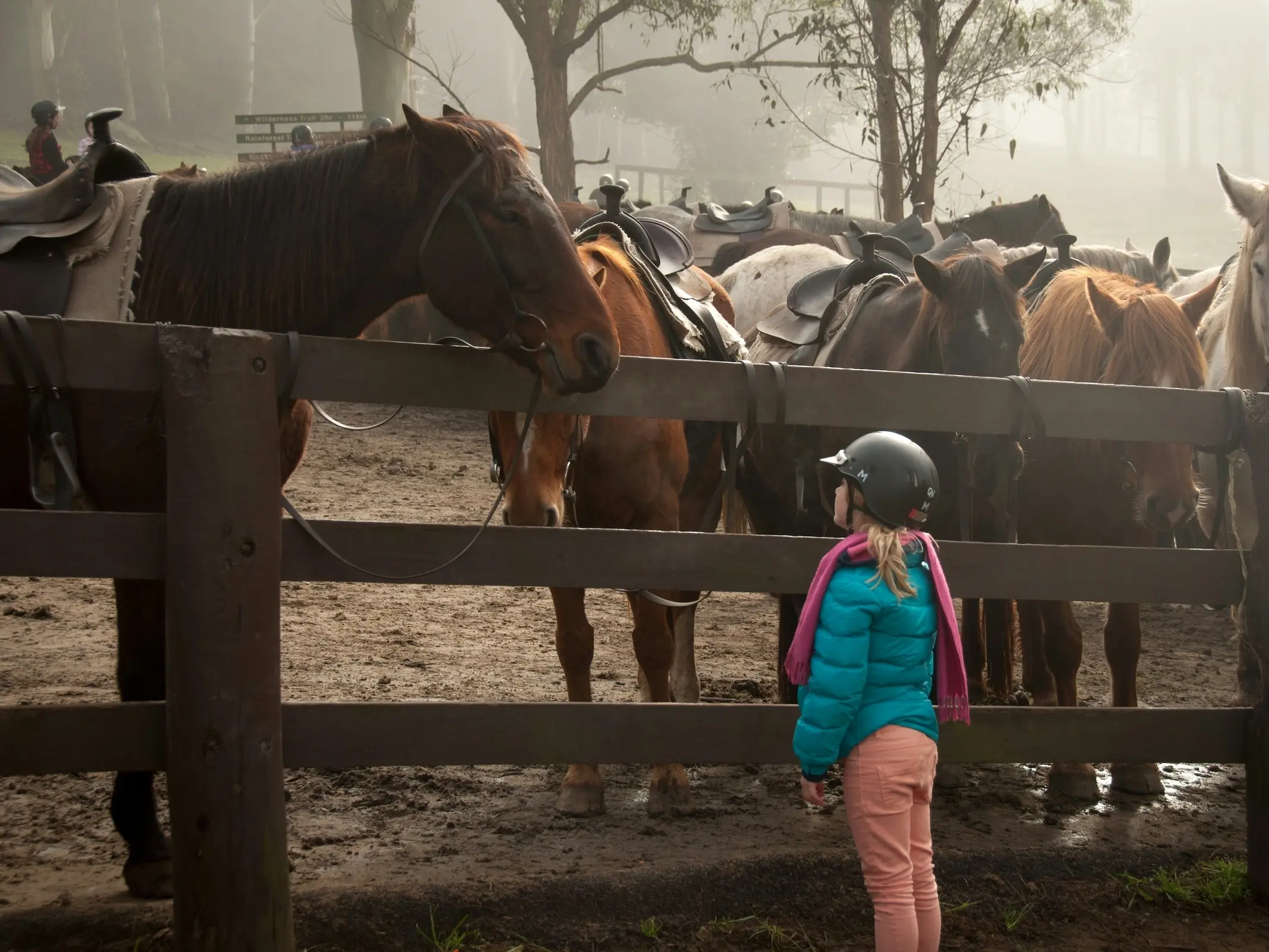 Horse in Australia