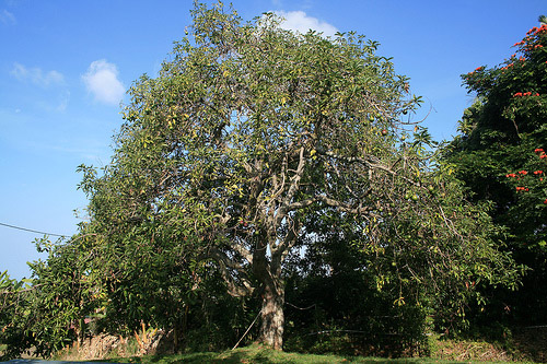 Avocado Tree