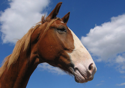 Horse Facial Markings and What They Mean