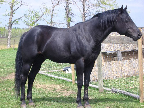 black-horse.jpg