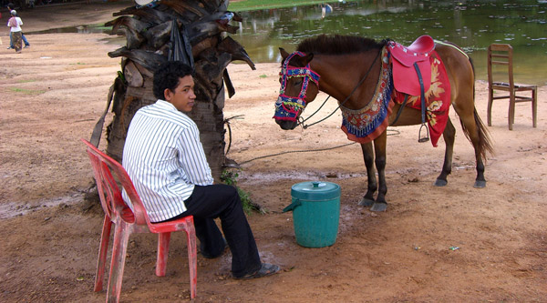 Horse in Cambodia