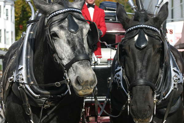 Carriage Horses