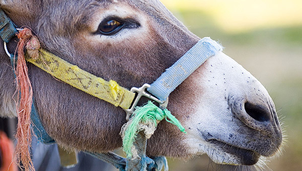 Circus Donkey