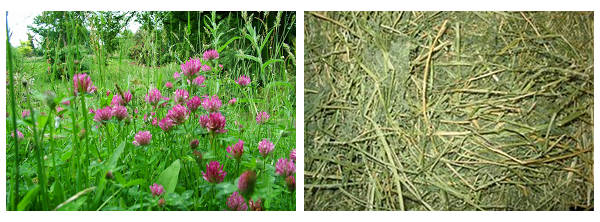 Types Of Hay The Equinest