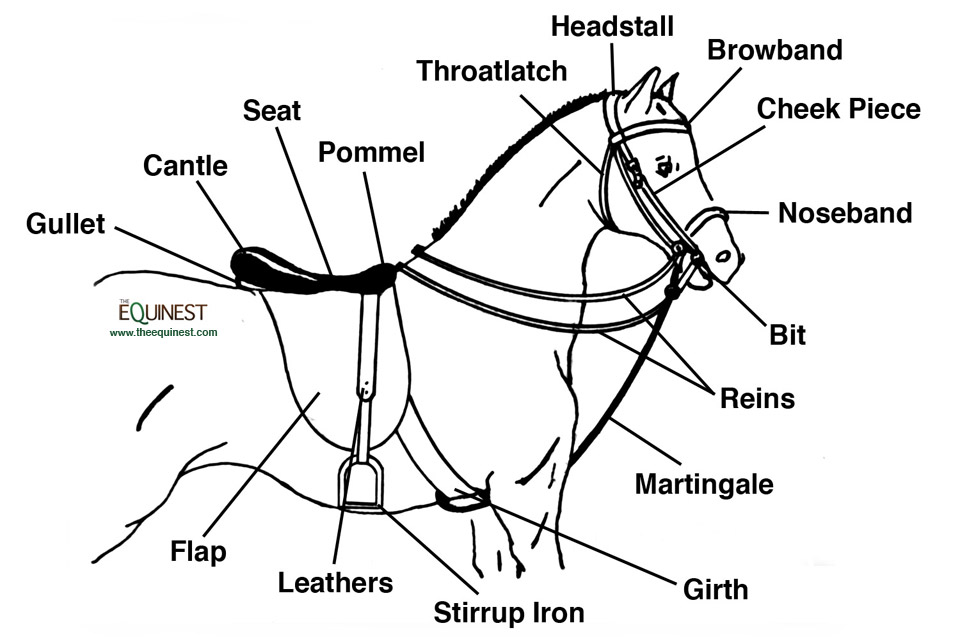 English Tack Terminology | The Equinest