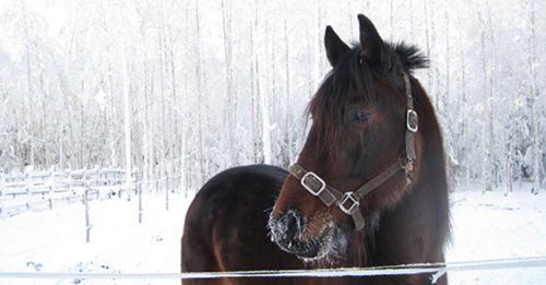 Horse in Finland