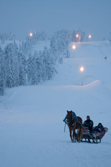 Horse in Finland