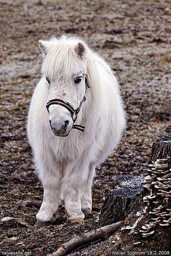 Horse in Finland