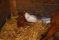 Foal Birth