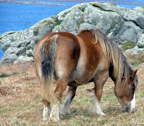 a french horse