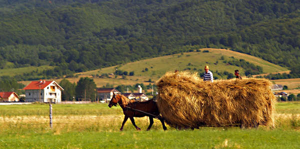 Horses