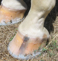 Hooves