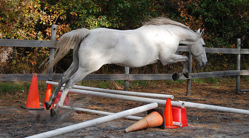 Horse Jumping