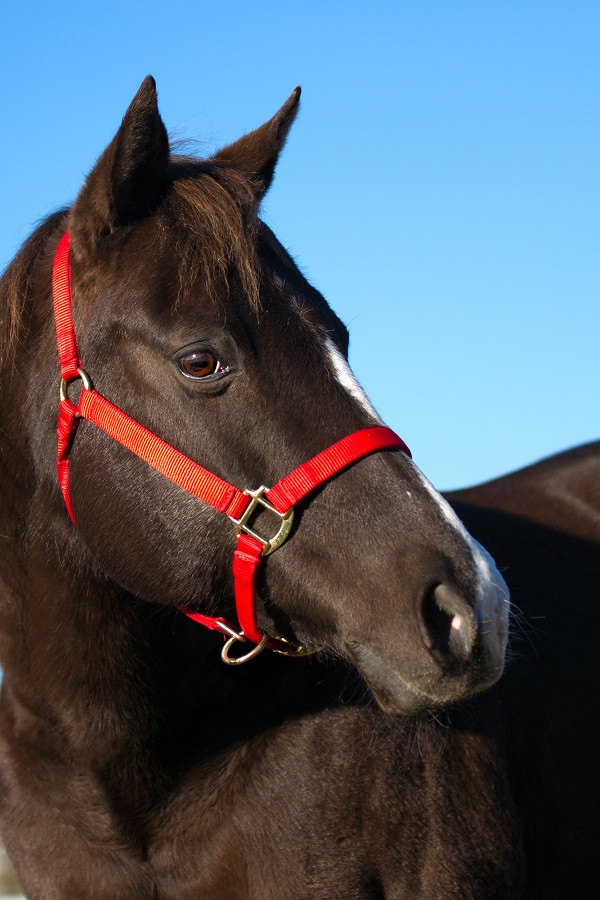 Liver chestnut horse in red halter close up