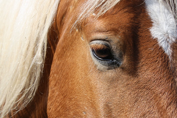 Horses face close up