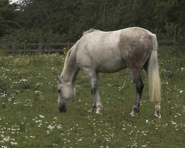 Grey horse grazing in field of flowers