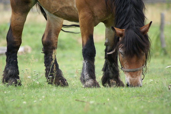 Grazing bay draft horse